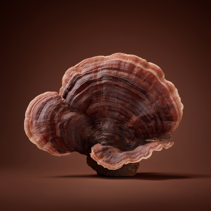 Reishi Pilz
